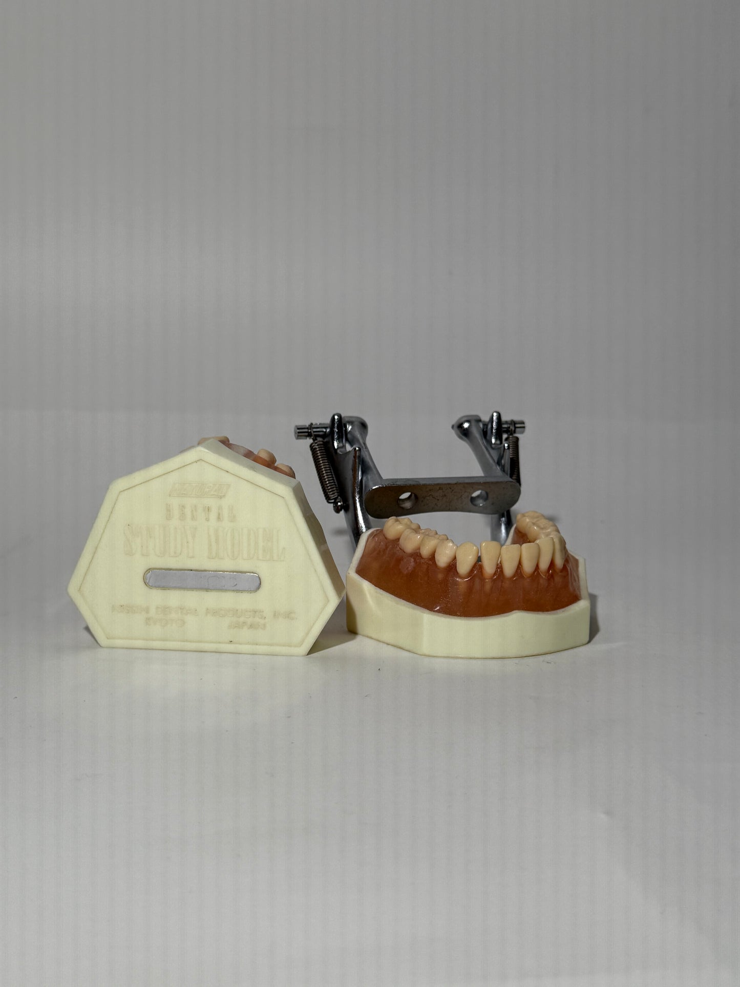Plastic + Metal Dental Study Model