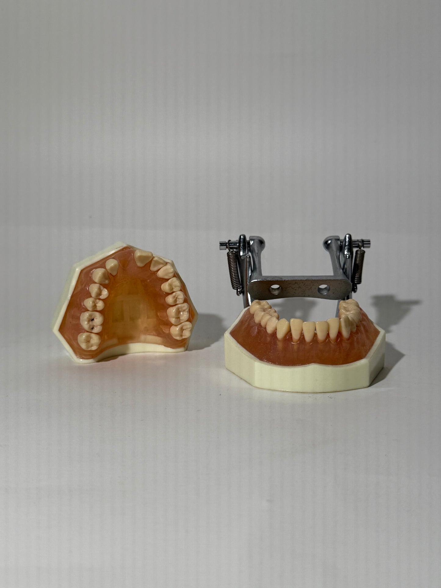 Plastic + Metal Dental Study Model