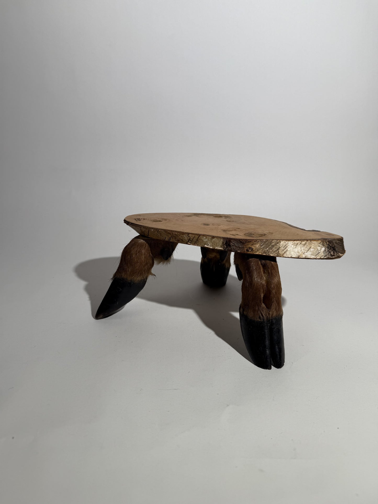 Elk Hoof Pedestal