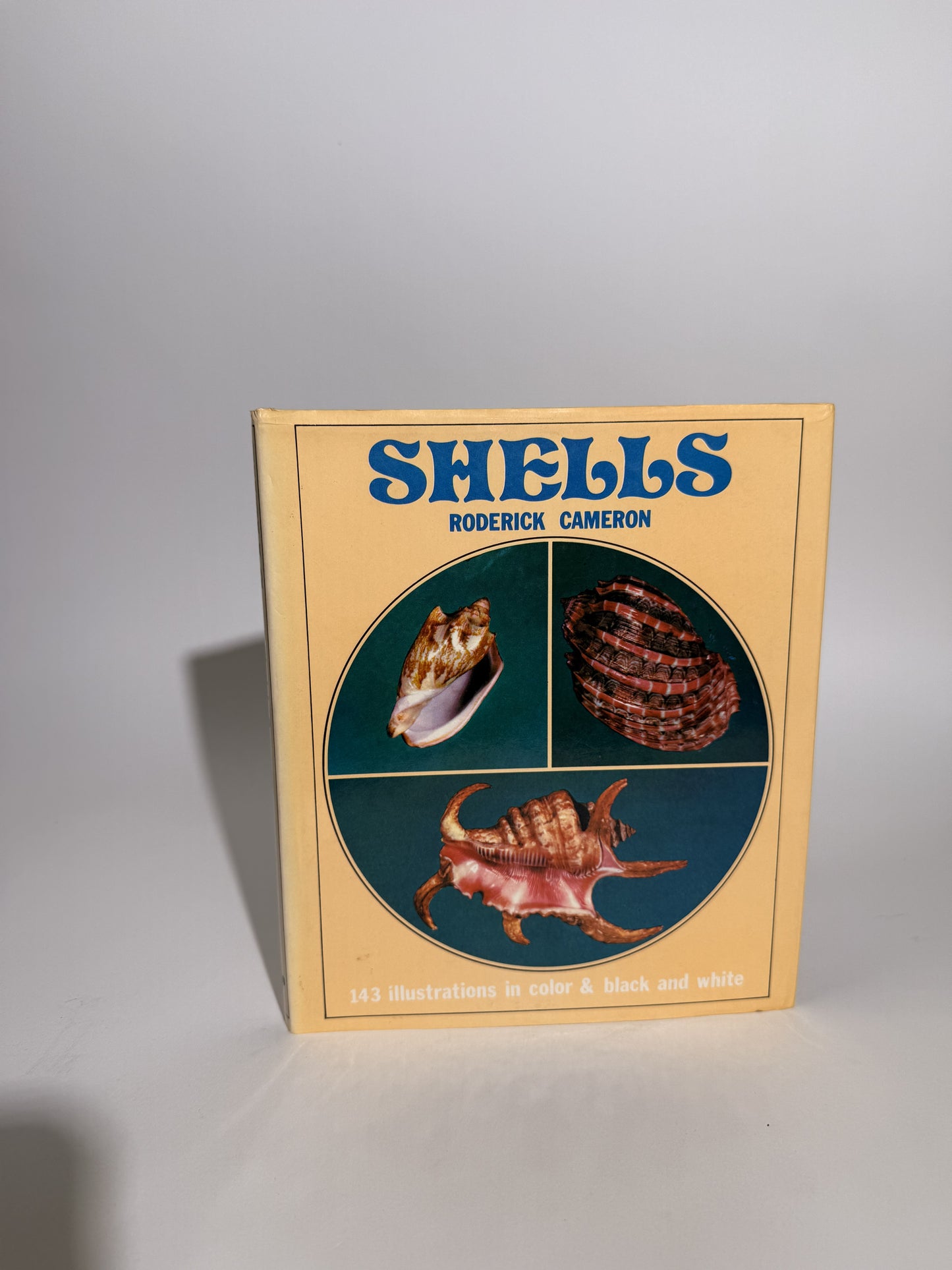 Shells by Roderick Cameron