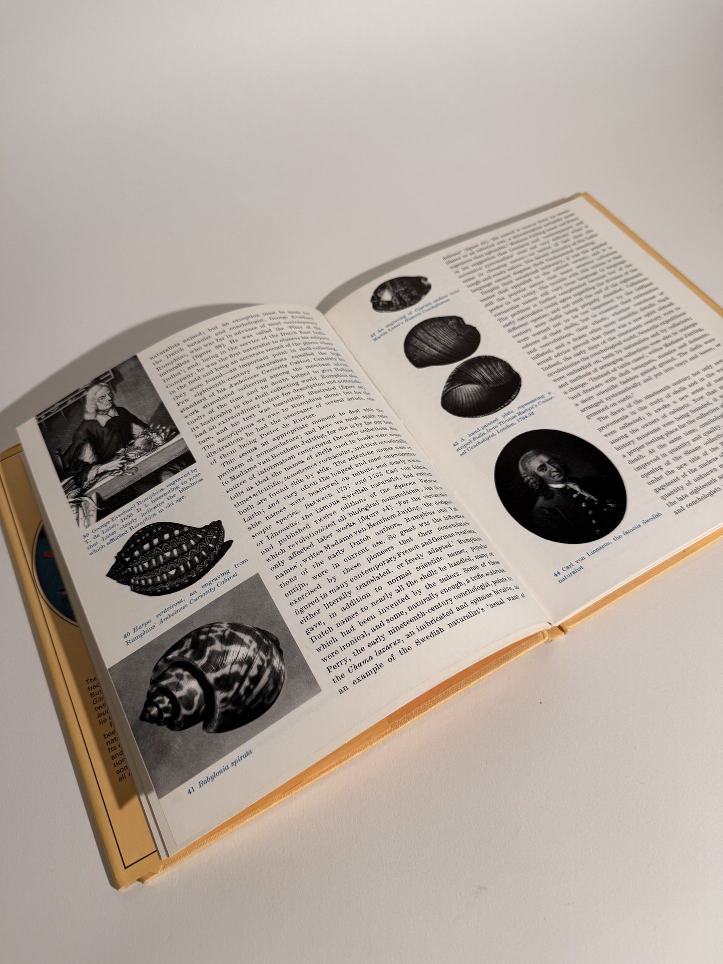 Shells by Roderick Cameron