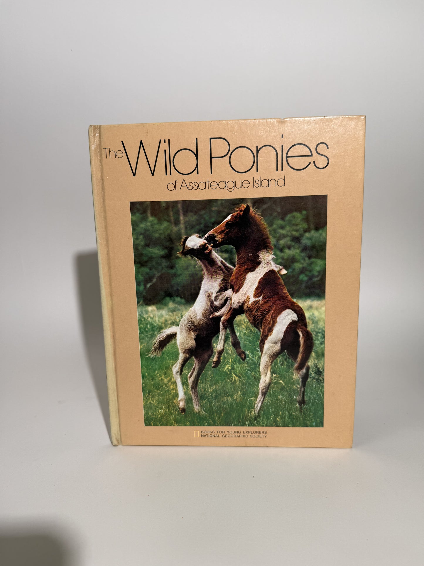 The Wild Ponies of Assateague Island