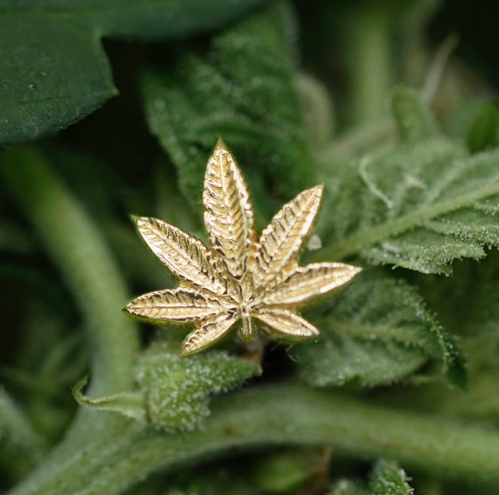 Tawapa Ganja Leaf