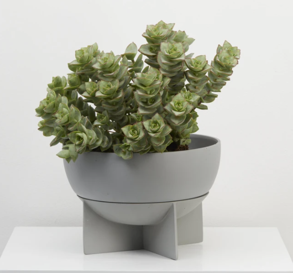 Dome Eros Pot