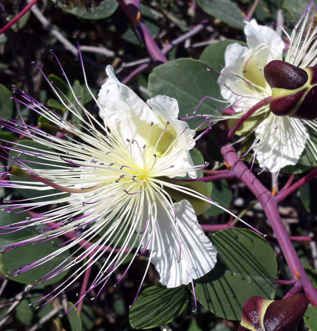 Organic Wild Mountain Capers in Salt