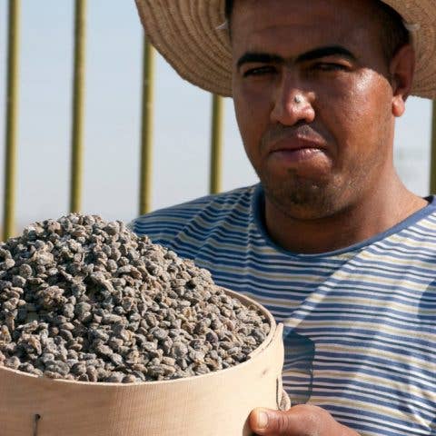 Organic Wild Mountain Capers in Salt