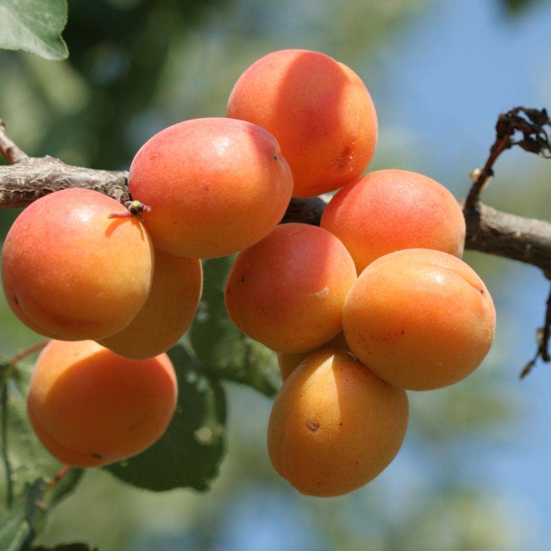 Apricot Oil, 100% Organic