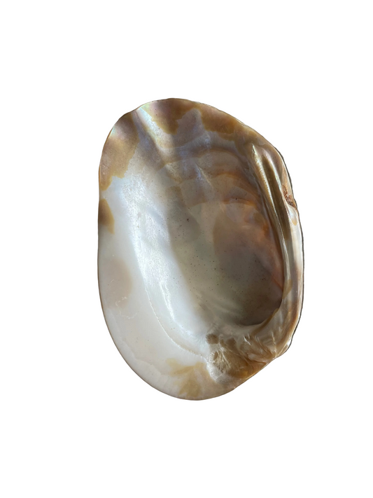 Seashell Dish