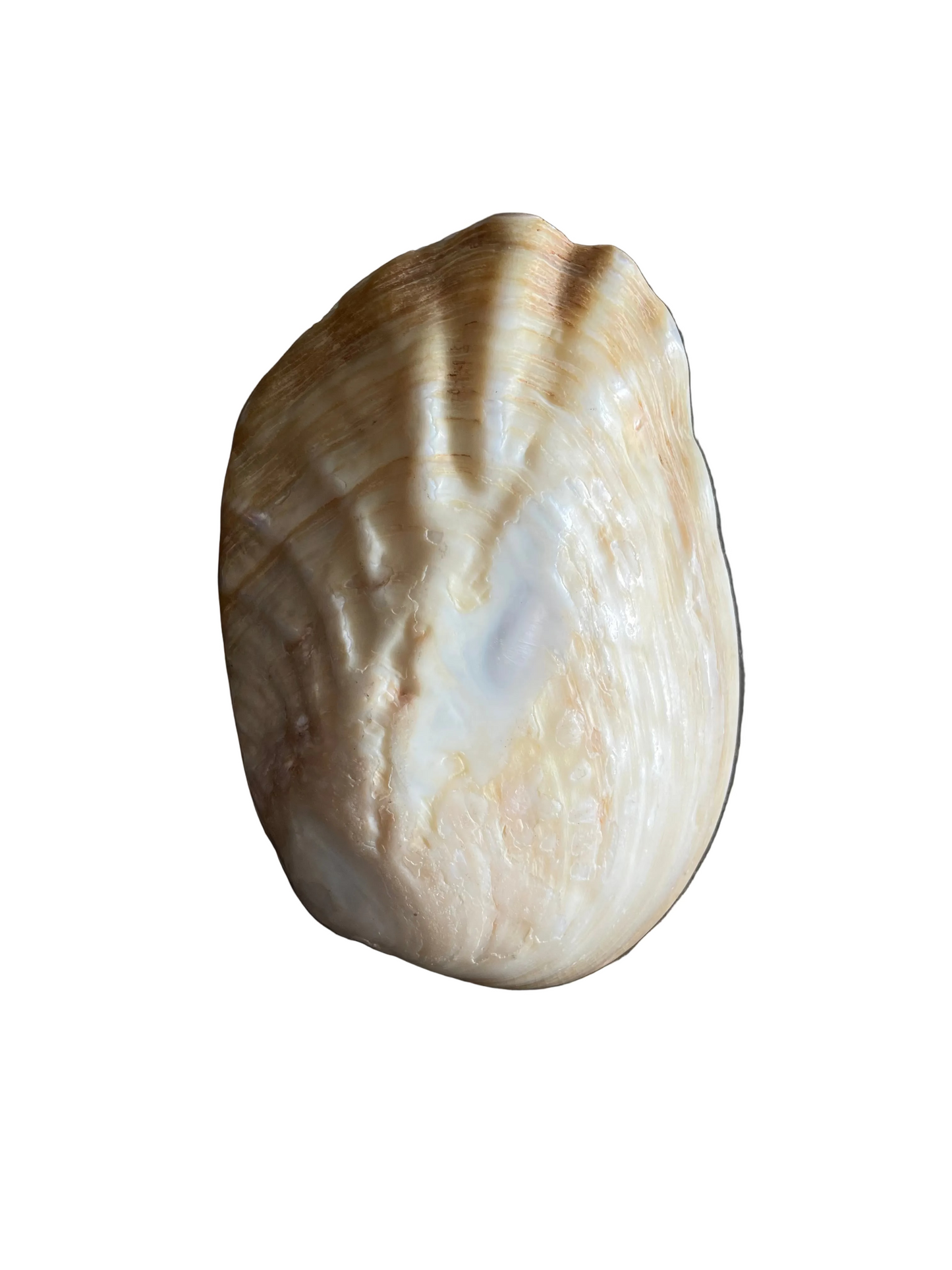 Seashell Dish