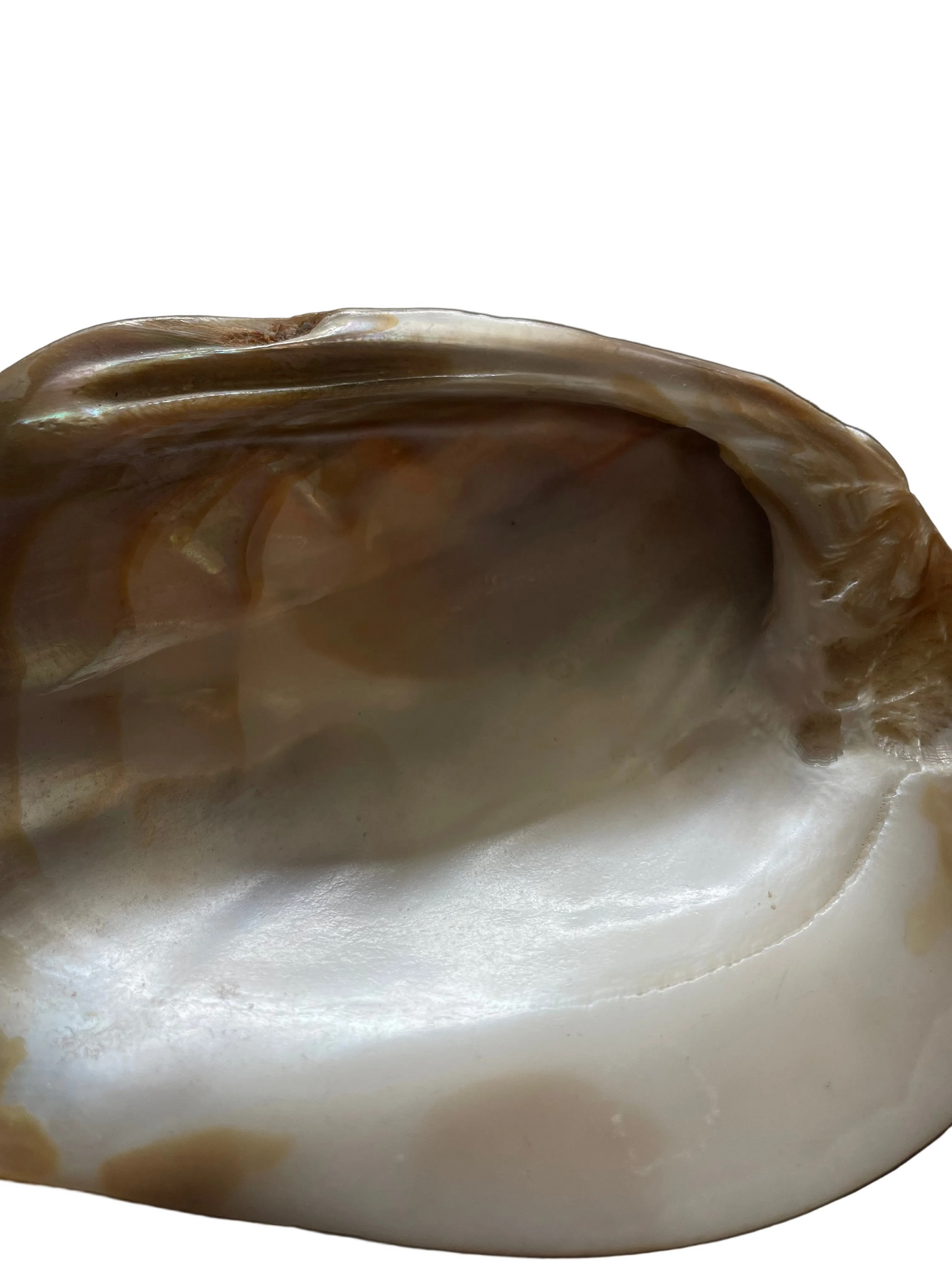 Seashell Dish