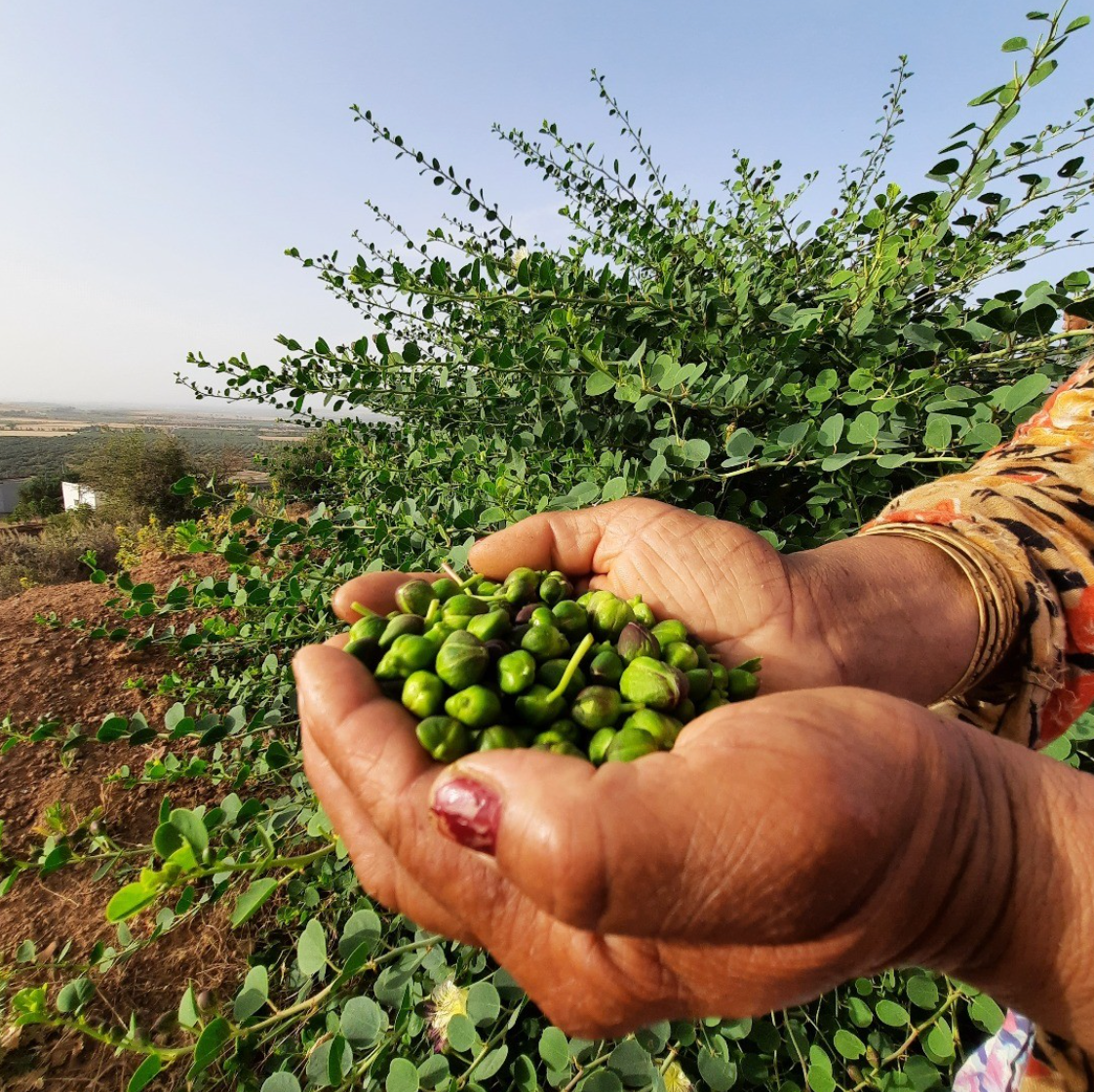 Organic Wild Mountain Capers in Salt