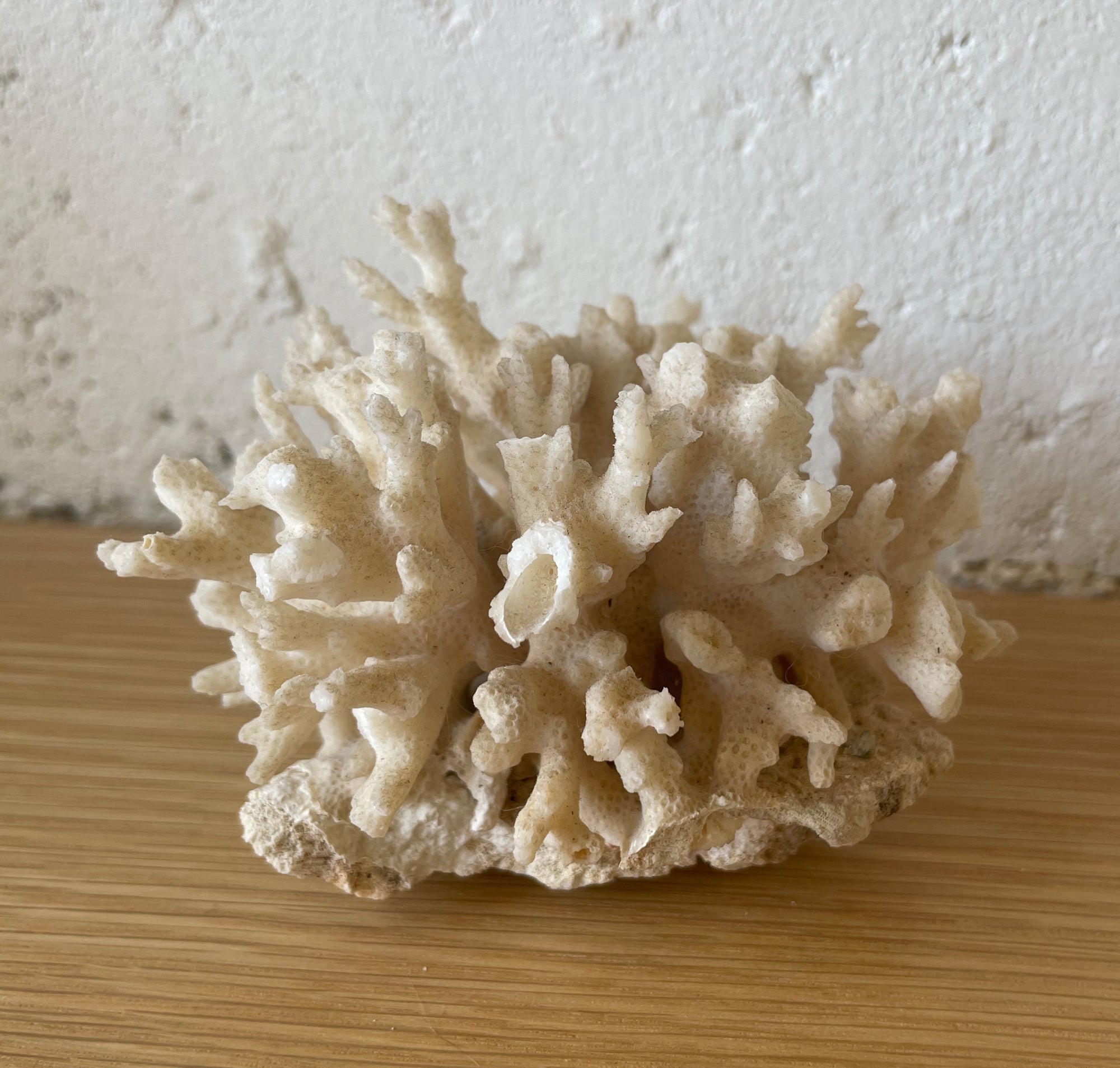 Vintage Coral Cluster