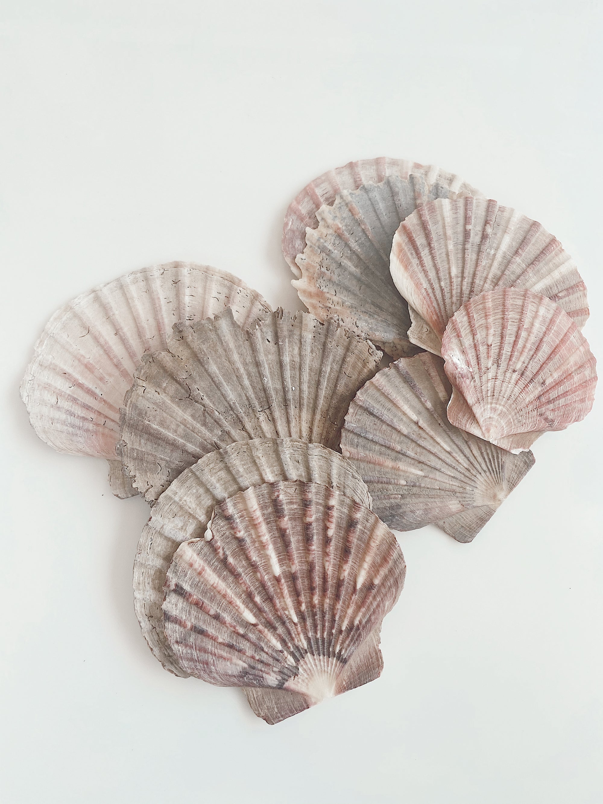 Shells From New Zealand