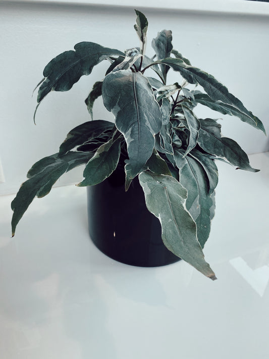 Onyx Planter Shortie