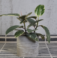 Paso Linear Cement Pot