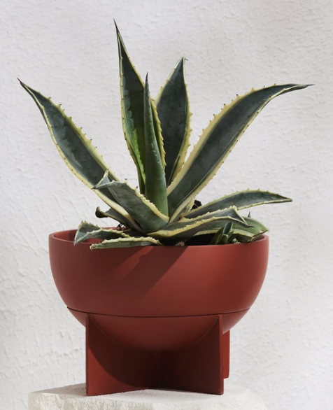 Dome Eros Pot