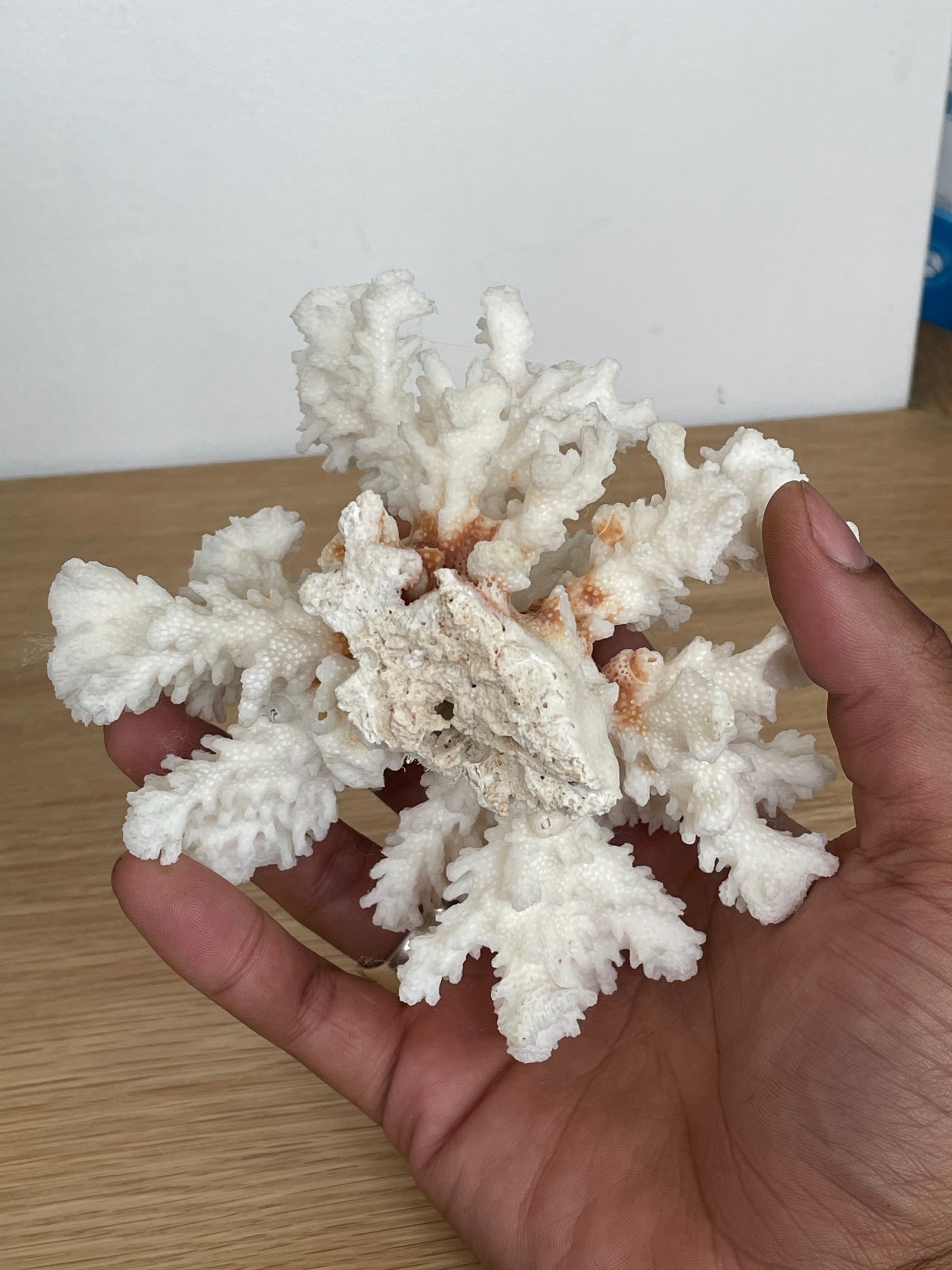 White Coral