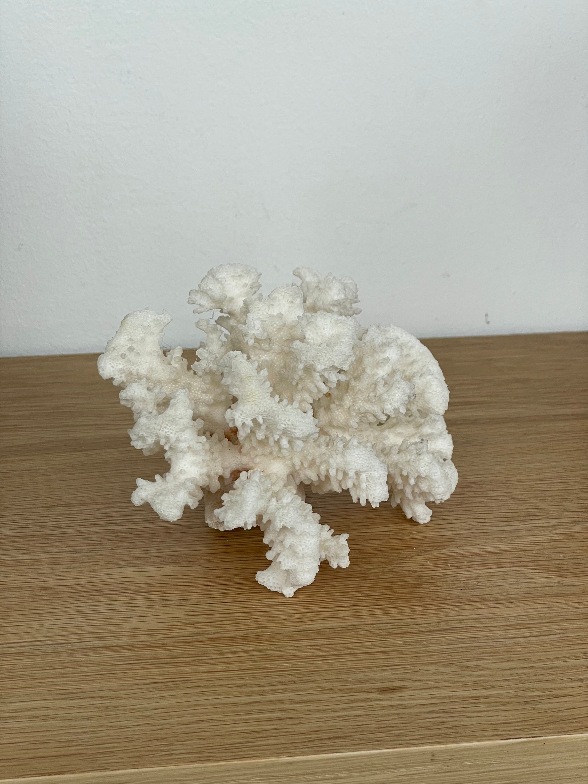 White Coral